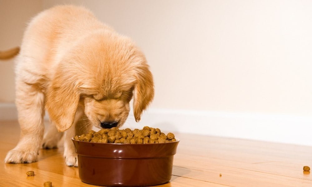 Un chien mangeant de croquettes Nutrivet