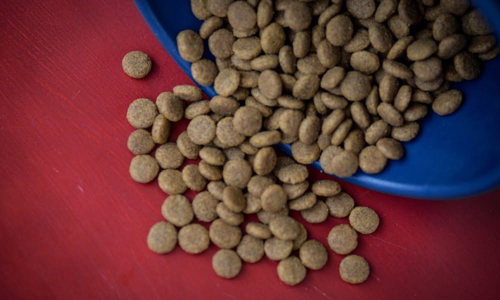 Des croquettes ultra-premium pour chien