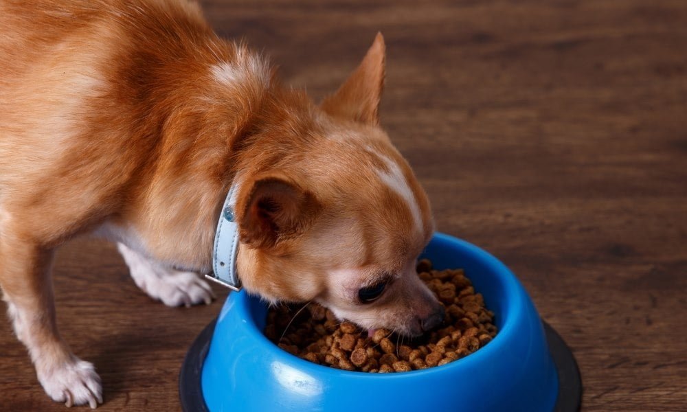 Un chien mangeant de croquettes Wolfood