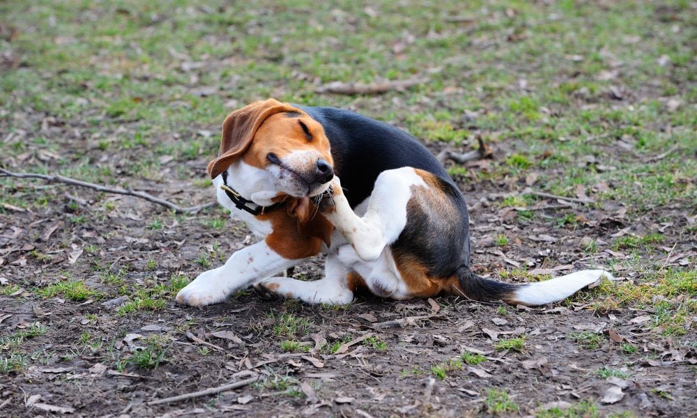 Un chien ayant des puces