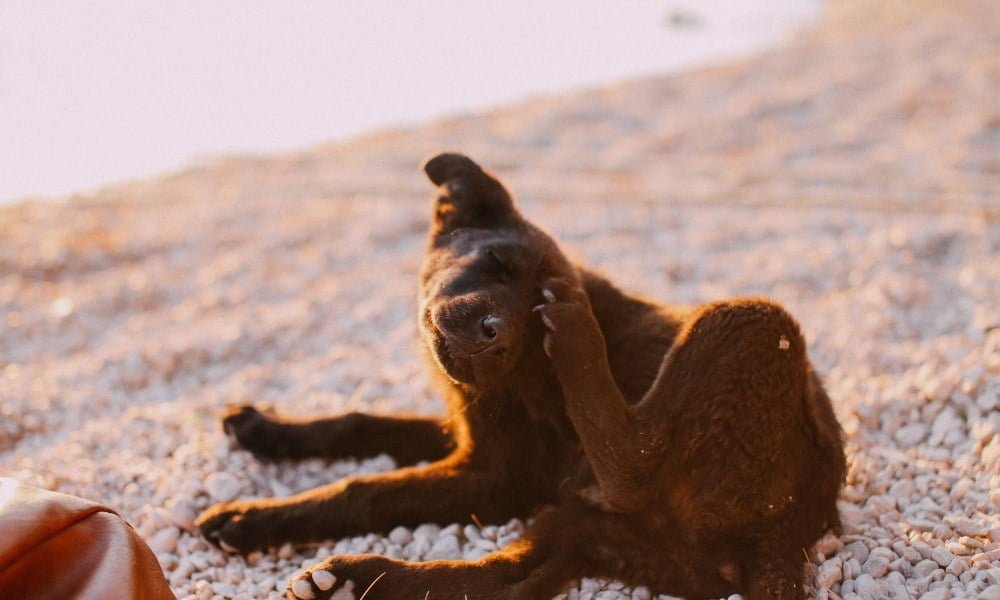 Un chien ayant des puces