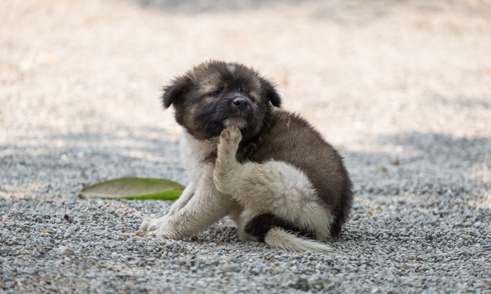 Un chiot ayant des puces