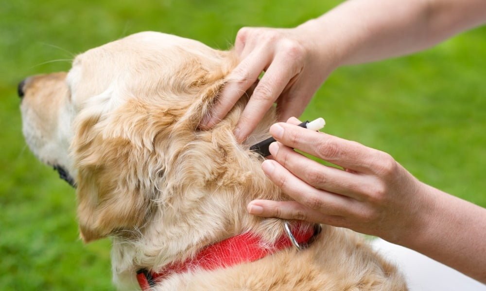 Quelqu'un retirant les tiques de son chien