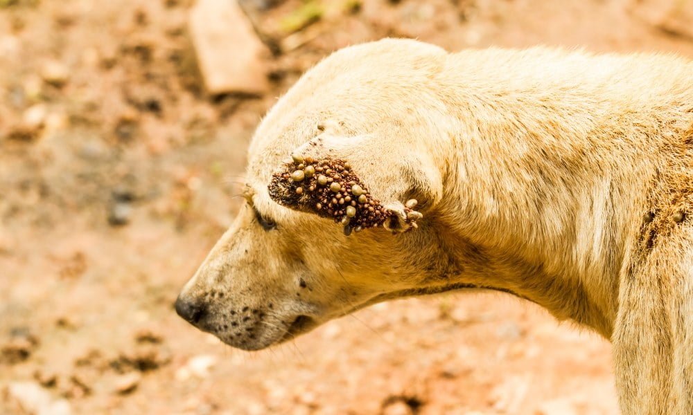 Un chien ayant des tiques