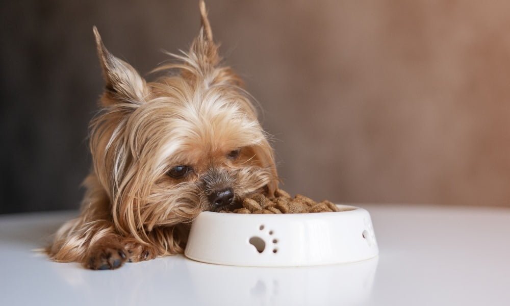 Un chiot mangeant sa nourriture