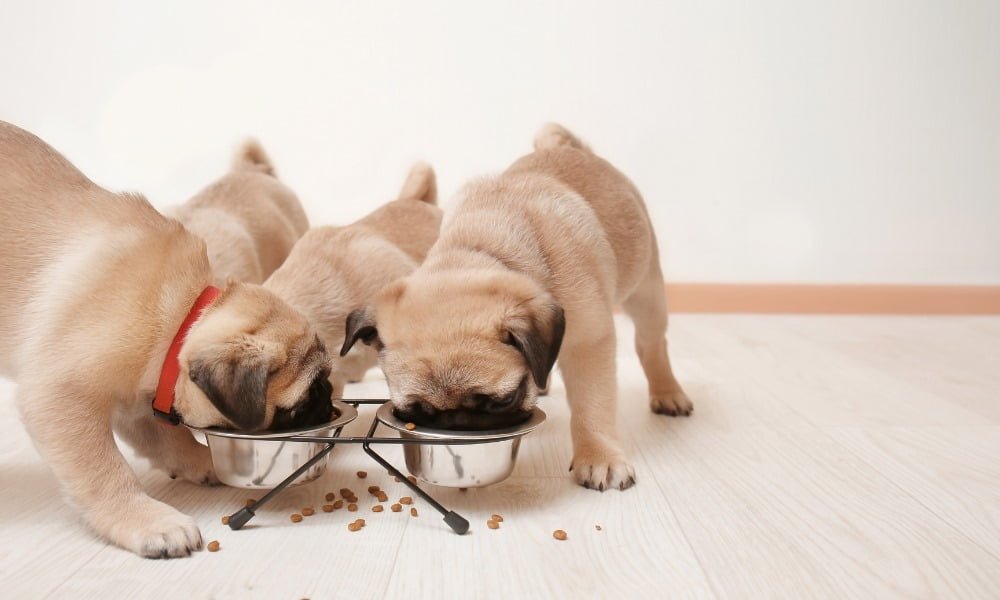 Des chiots mangeant leur nourriture