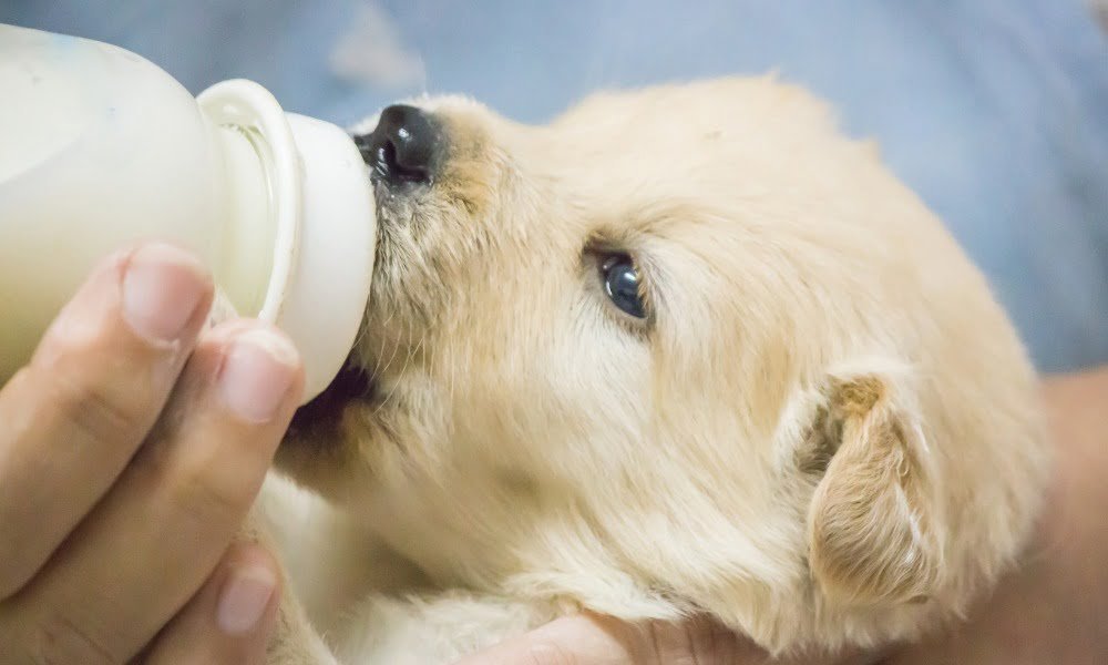 Un chiot mangeant sa nourriture