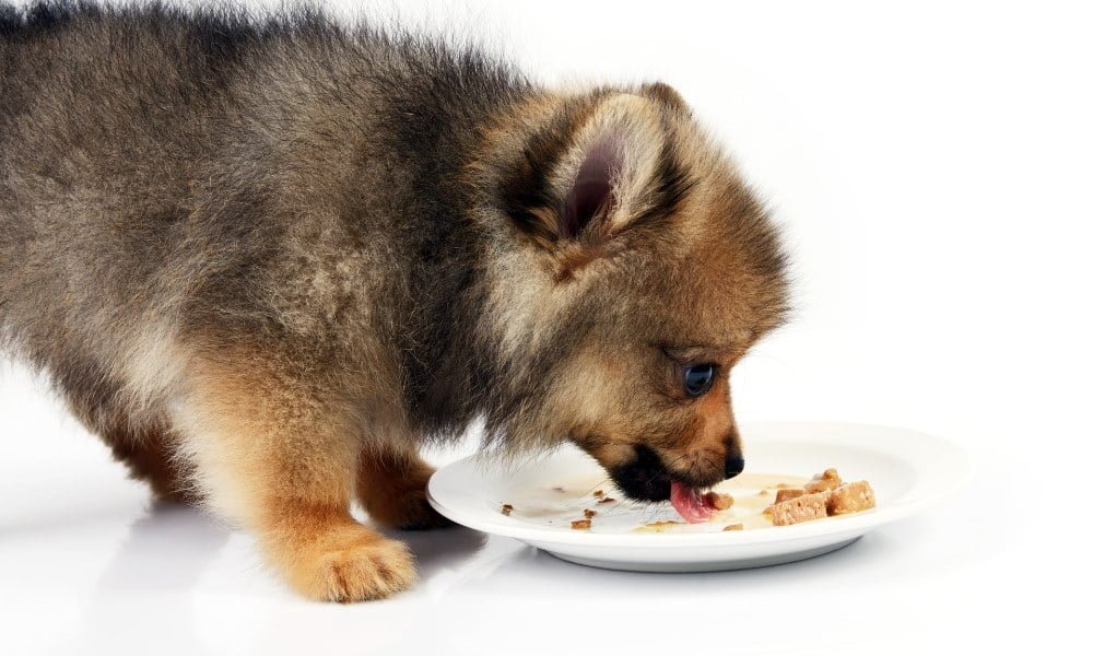 Un chiot mangeant sa nourriture