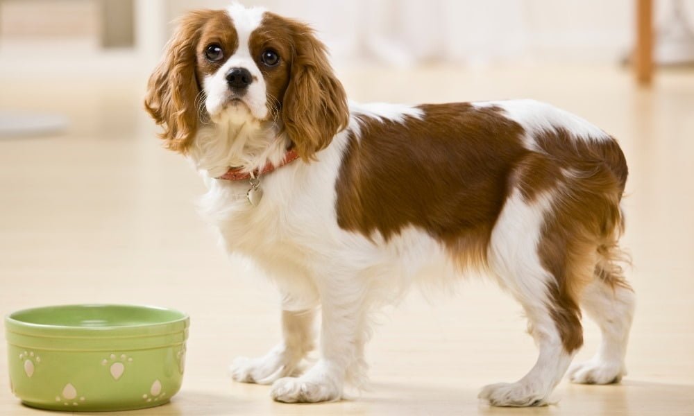 Un chiot près de sa nourriture