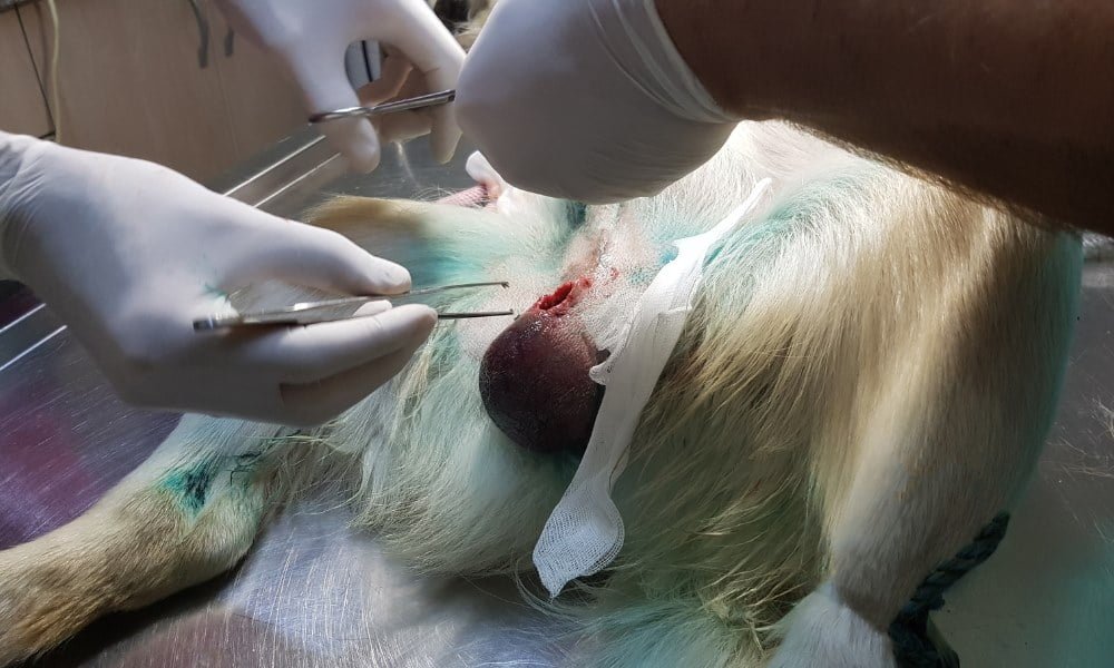 Opération de castration d'un chien