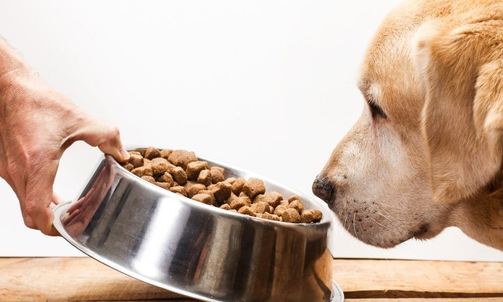 Quelqu'un donnant des croquette à son chien stérilisé