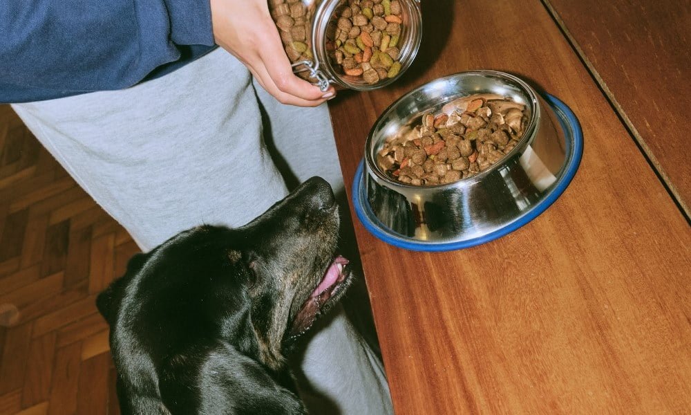 Quelqu'un donnant des croquette à son chien stérilisé