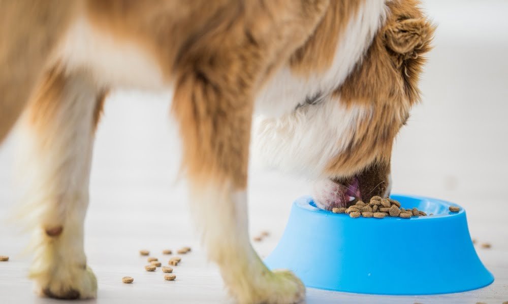 Un chien stérilisé mangeant des croquettes