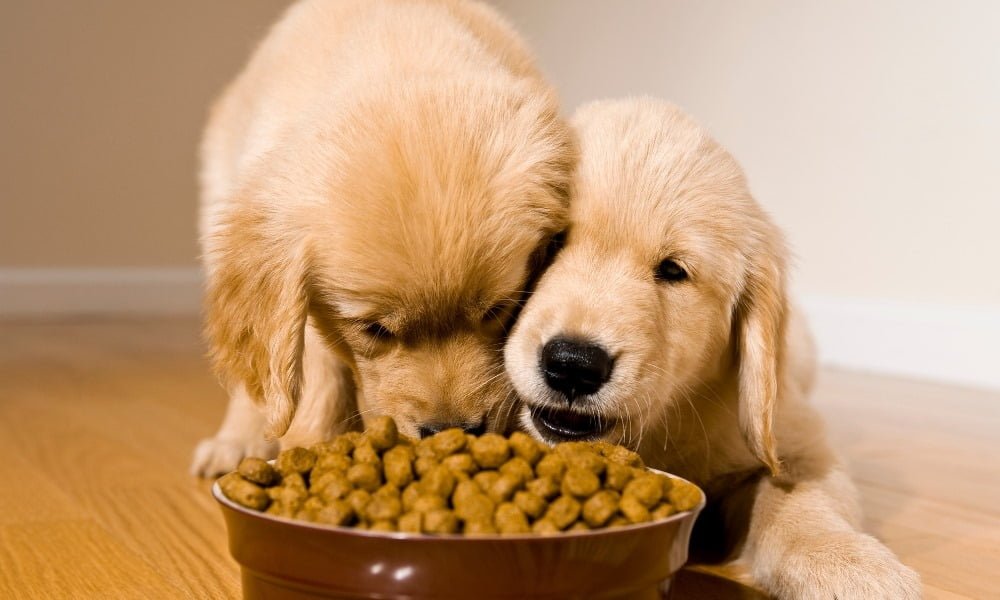 Deux chiots mangeant des croquettes