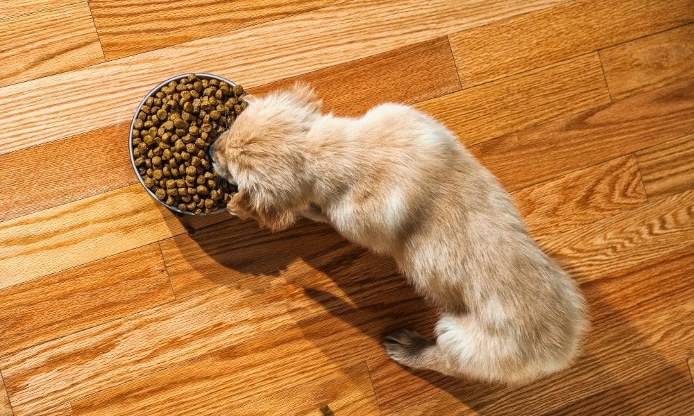 Un chiot mangeant des croquettes