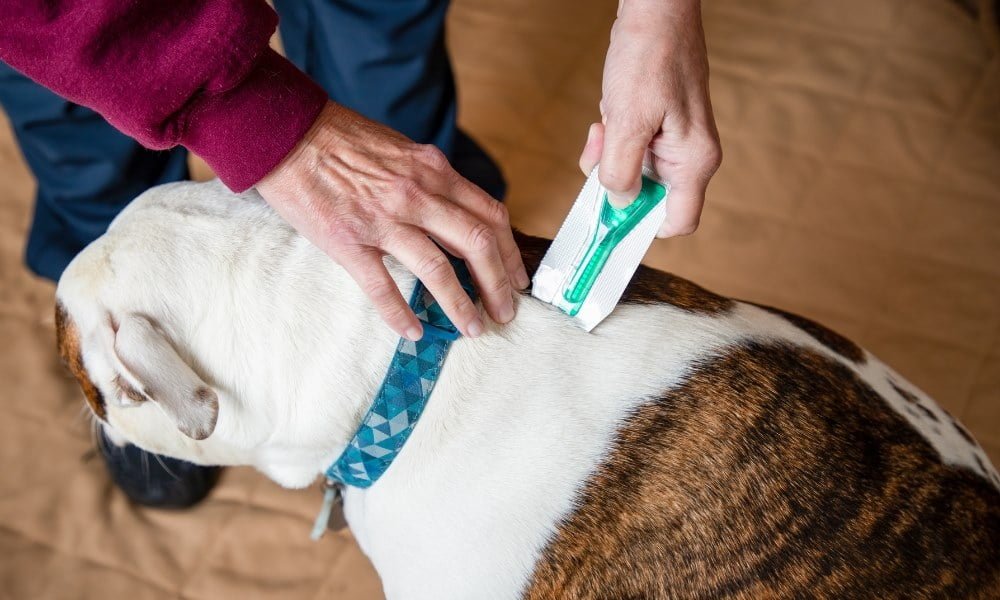 Quelqu'un mettant un traitement anti-puces sur son chien