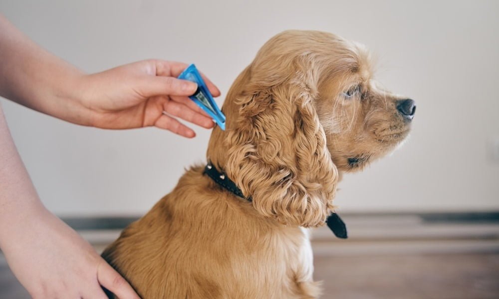 Quelqu'un mettant un traitement anti-puces sur son chien