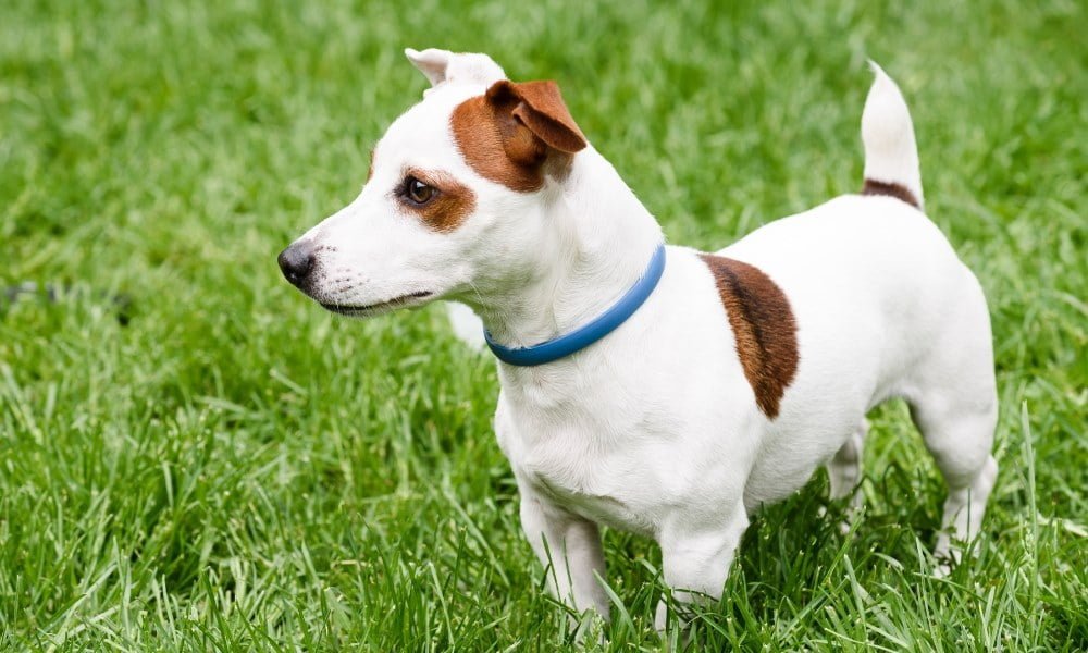 Un chien portant un collier anti-puces