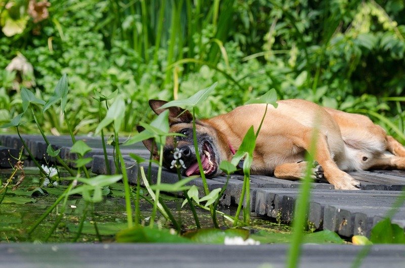 malinois apaisé