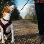 Harnais anti-traction vs collier traditionnel : quelle option est la plus efficace ?